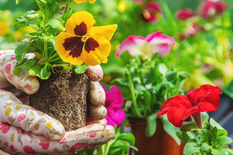 Gartenarbeit im März Stiefmütterchen pflanzen wann