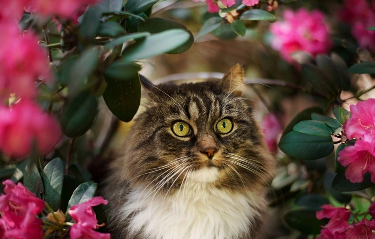 Giftige Pflanzen für Katzen sind Azaleen und Rhododendren