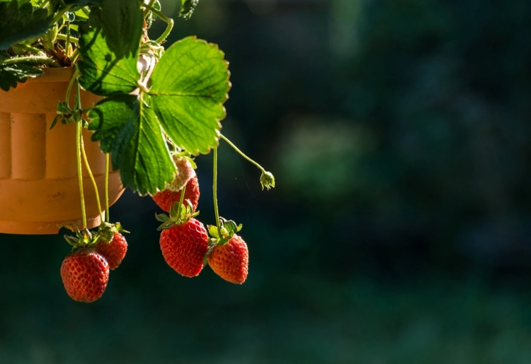 Hängende Erdbeeren wie die Klettertoni bei einem kleinen Außenbereich