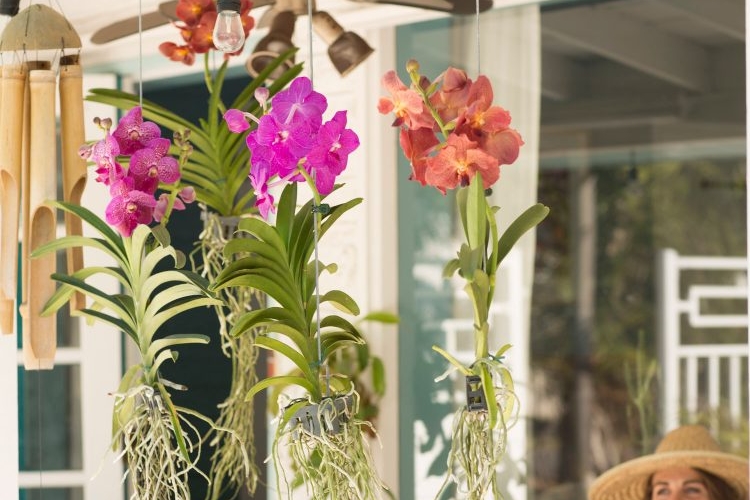 Hängepflanzen als Deko auf der Terrasse Orchideen
