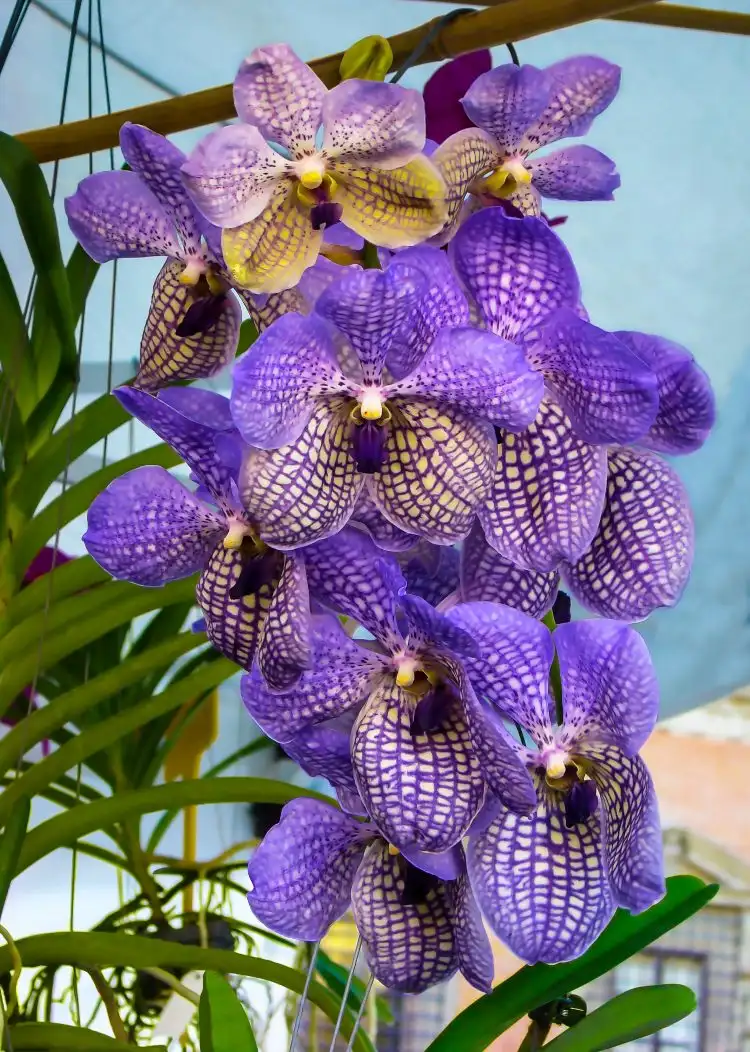 Hängepflanzen wie Vanda Orchideen richtig pflegen Tipps
