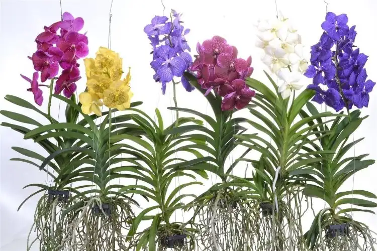 Hängepflanzen zu Hause Vanda Orchideen richtig aufhängen und pflegen