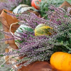 Hügelbeet bepflanzen - Jährlicher Pflanzplan für Gemüse und Blumen