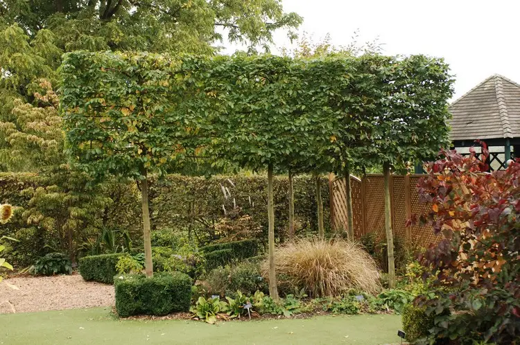 Immergrüne Hecken können einen guten Windschutz im Garten bieten