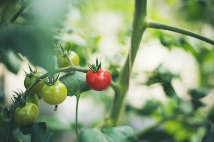 Je größer die Früchte der Tomate, desto größer ist der Nährstoffbedarf