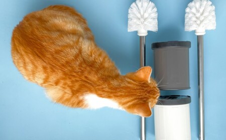 Kalkablagerungen mit der Toilettenbürste reinigen