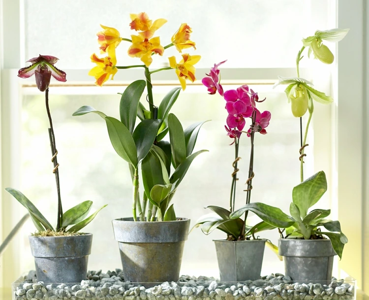 Kann man mehrere Orchideenarten in einem Behälter kombinieren