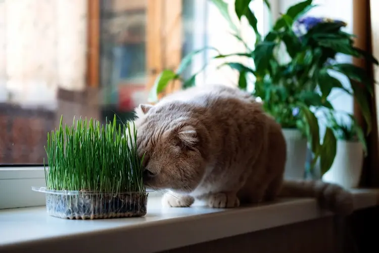 Katzenminze als Zimmerpflanze pflegen nützliche Tipps