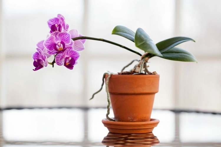 Klebrige Blätter bei Orchideen sind nicht Folge einer Krankheit