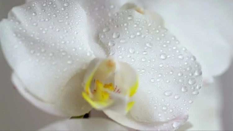 Klebrige Blätter bei Orchideen und Blüten - Zu viel Wasser oder falscher Standort