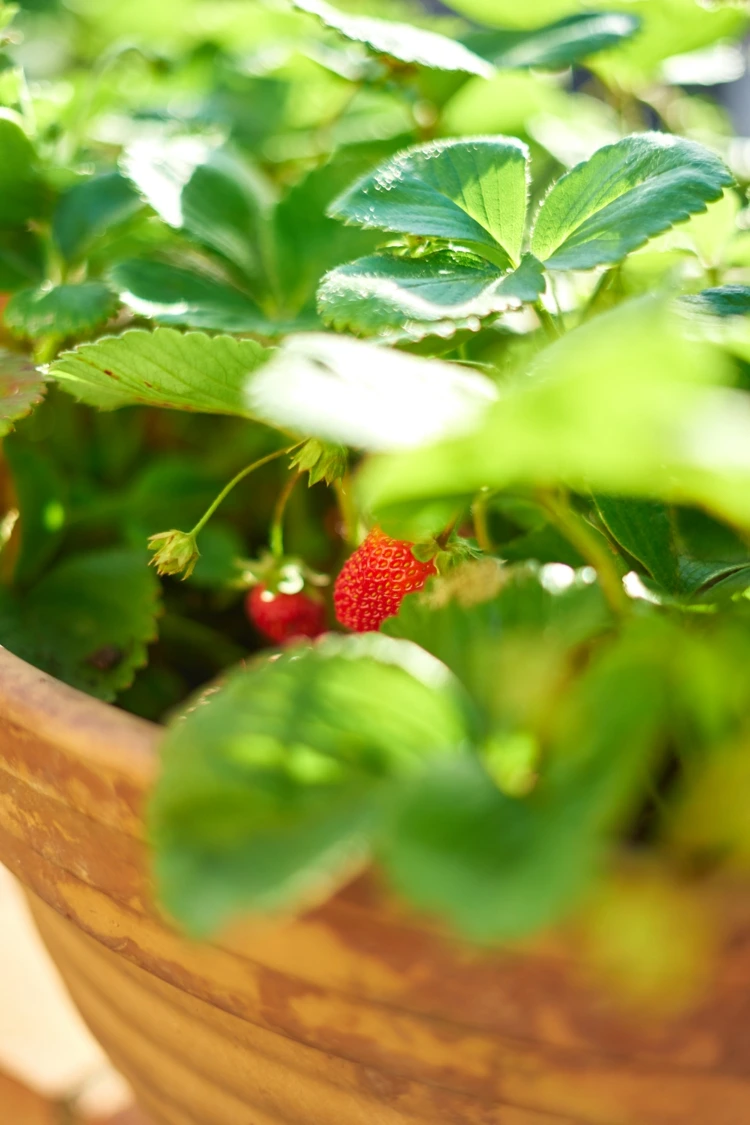 Kleine Erdbeersorte als Topfpflanze für Ernte bis Ende November