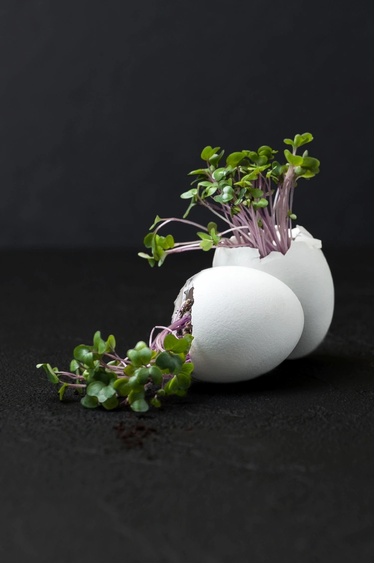 Kresse säen in Eierschalen - eine interessante Idee