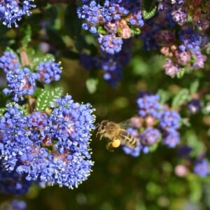 Kriechende Säckelblume Bienenfreundlich