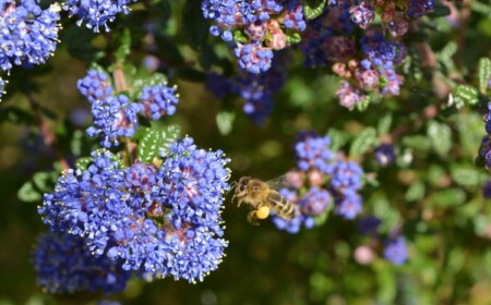 Kriechende Säckelblume Bienenfreundlich