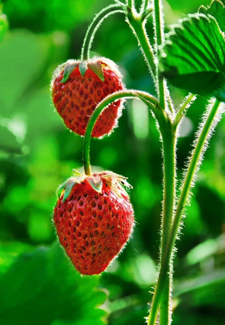 Kübel-Erdbeeren brauchen viel Platz für die Wurzeln