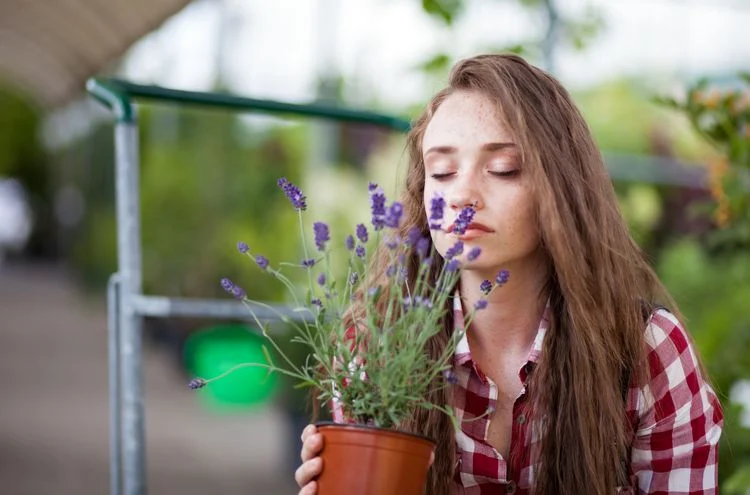 Lavendel ist eine der beliebtesten Duftpflanzen für Balkon