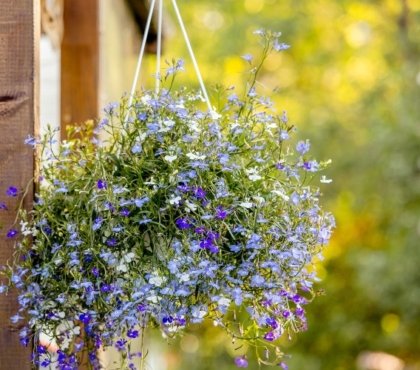 Lobelien für Blumenampel welche Balkonpflanzen vertragen viel Sonne