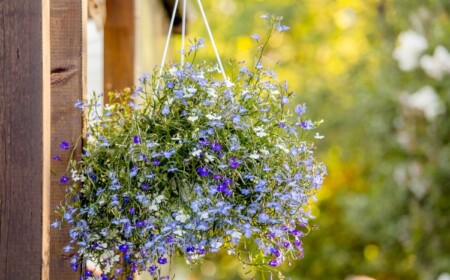 Lobelien für Blumenampel welche Balkonpflanzen vertragen viel Sonne