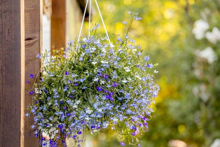 Lobelien für Blumenampel welche Balkonpflanzen vertragen viel Sonne