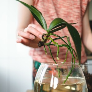 Luftwurzeln der Orchideen richtig pflegen - Schneiden, kürzen und entfernen