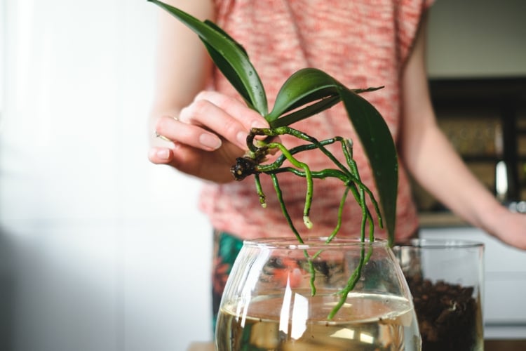 Luftwurzeln der Orchideen richtig pflegen - Schneiden, kürzen und entfernen