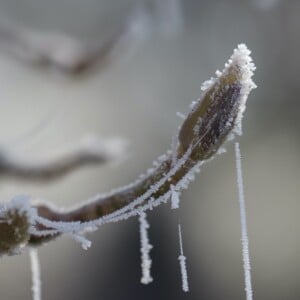 Magnolie Frost abbekommen was tun