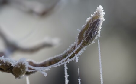 Magnolie Frost abbekommen was tun