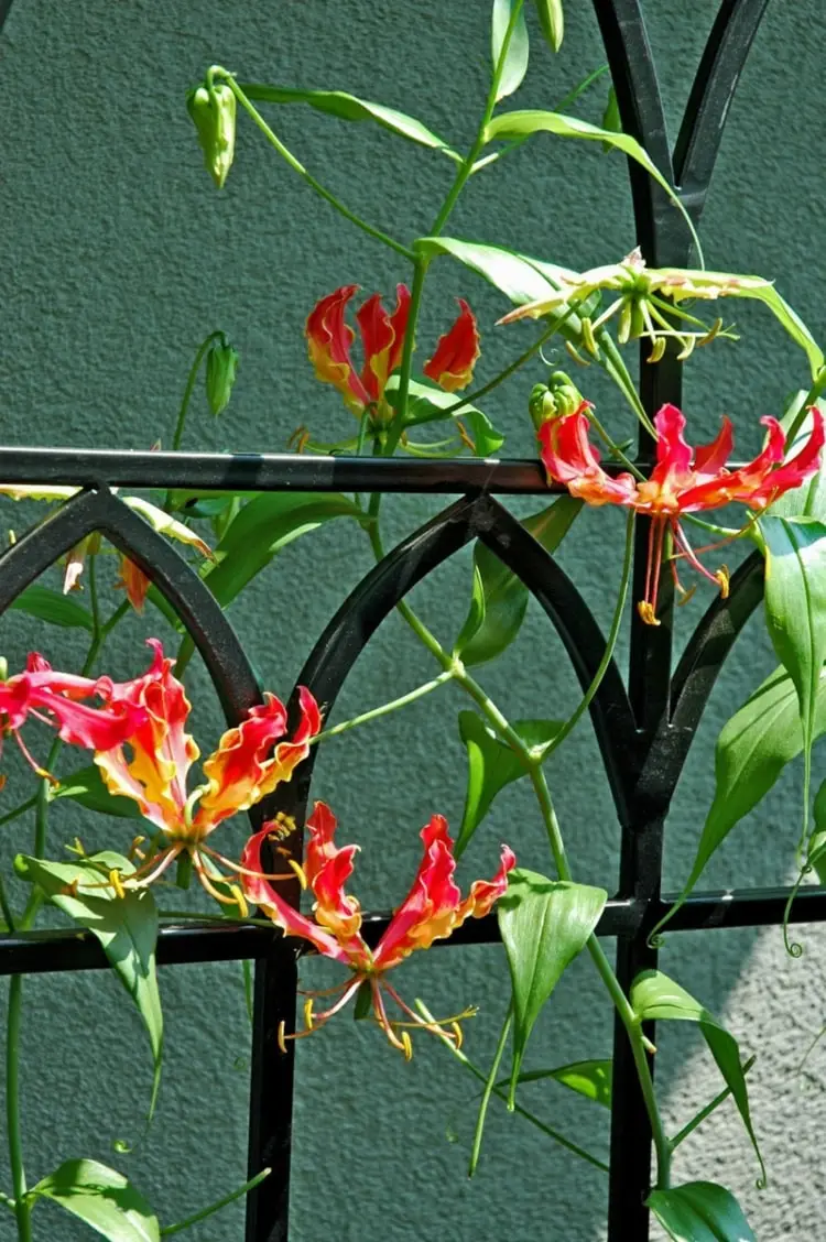 Mit Ruhmeskrone Balkon bepflanzen oder Terasse - Rhizom pflanzen
