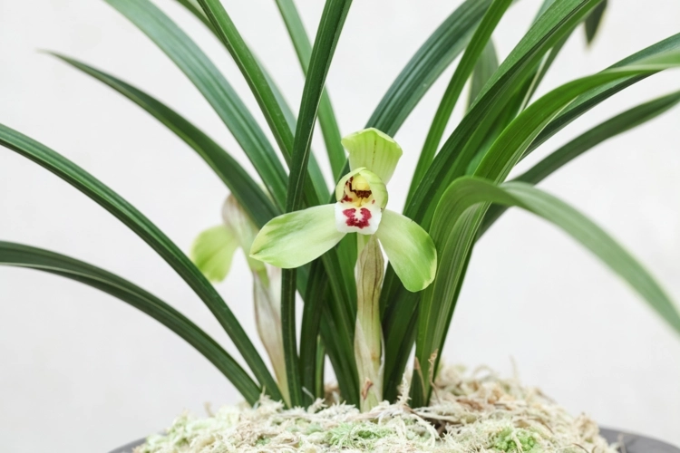 Motten-Orchidee überlebt verfrühtes Umpflanzen besser als andere Sorten