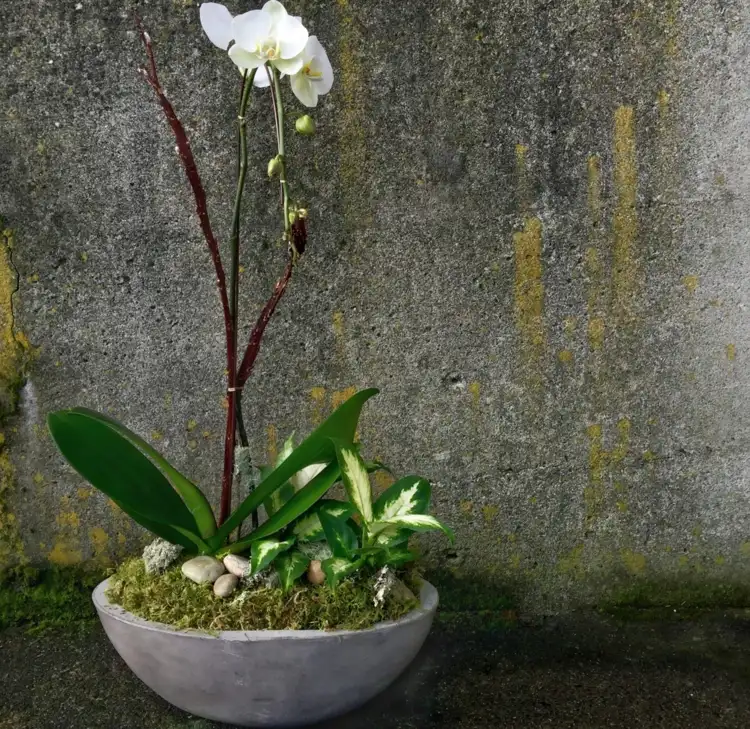 Orchidee in einer Schale aus Beton mit Moos