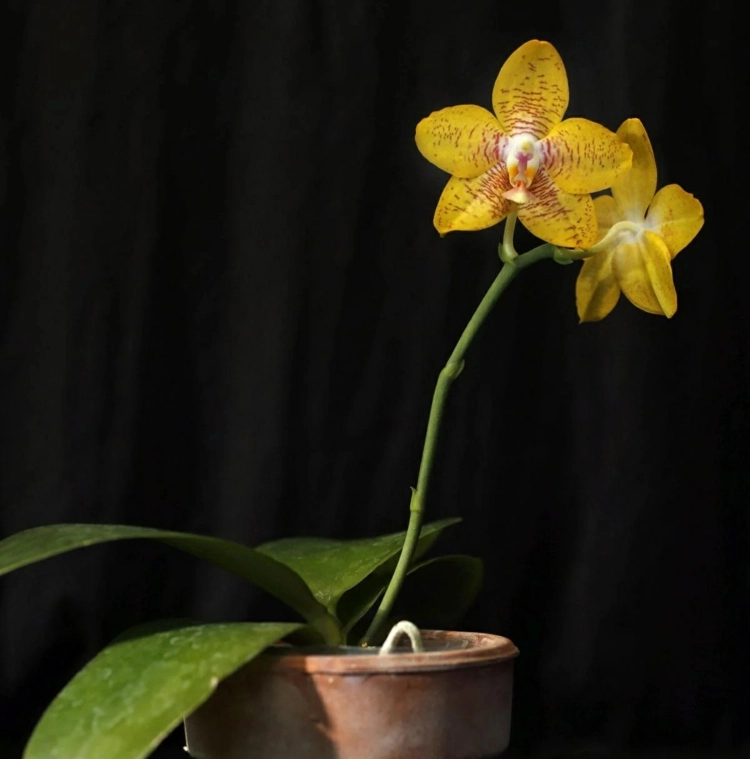 Orchideen haben klebrige Tropfen am Stiel bei Stress