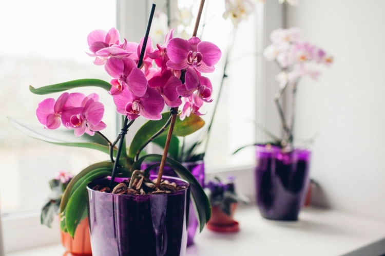Orchideen umtopfen während der Blüte - unter welchen Bedingungen