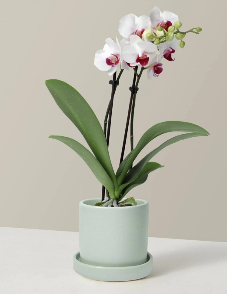 Orchideenpflege Tipps für das Blattwerk - Vermeiden Sie diese Fehler