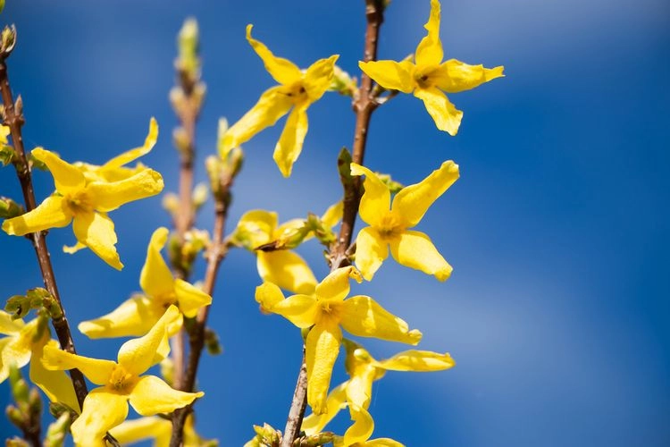 Osterbaum mit gelben Blüten schmücken und dadurch Lebensenergie tanken