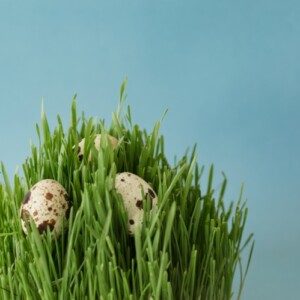 Ostergras säen mit Kindern für Ostern - Wann und mit welchen Samen
