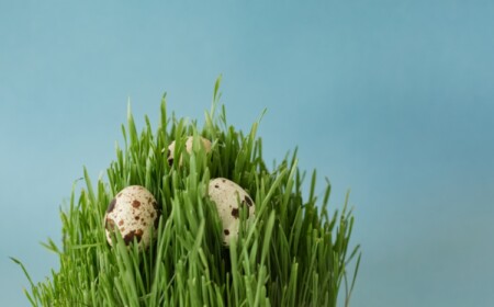 Ostergras säen mit Kindern für Ostern - Wann und mit welchen Samen