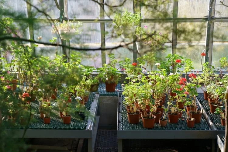 Pelargonium überwintern und selbst vermehren zur Terrassenbepflanzung