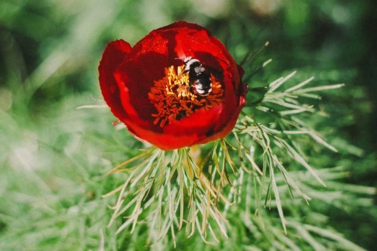 Pfingstrose und Biene im Garten oder im Blumenkasten pflanzen