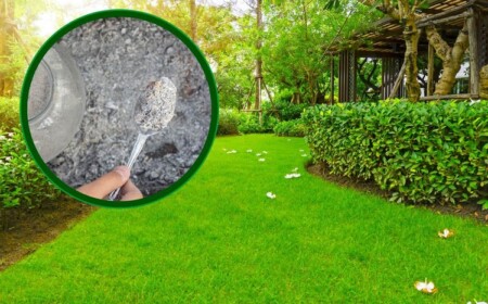 Rasen mit Asche düngen Tipps und Anleitung