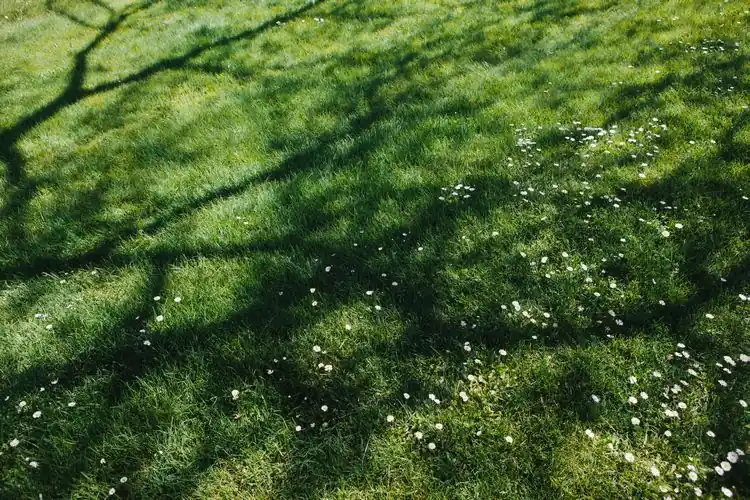 Reduzieren Sie übermäßigen Schatten, um Moos im Rasen zu bekämpfen