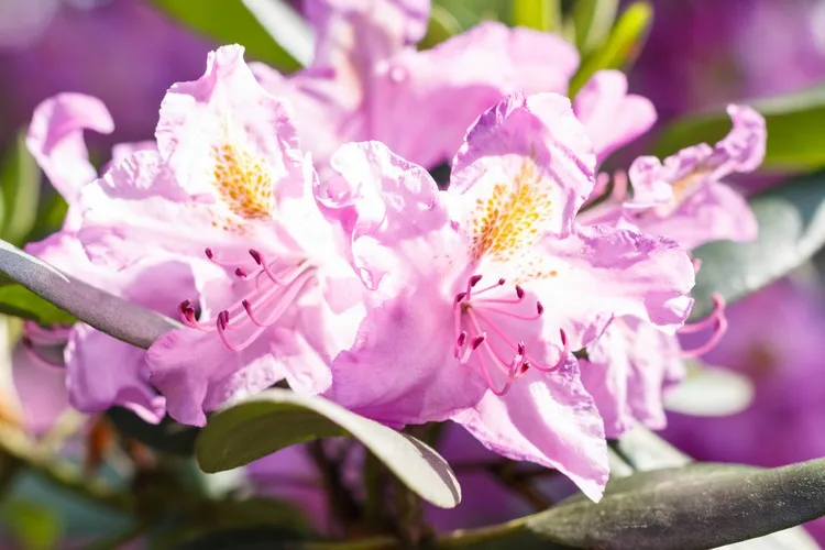 Rhododendron düngen Hausmittel verwenden