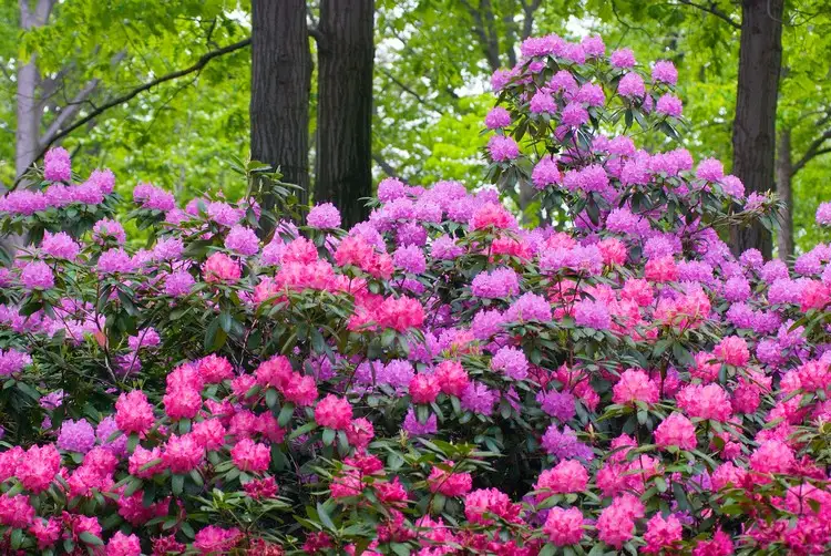 Rhododendron düngen mit Hausmitteln Kaffeesatz