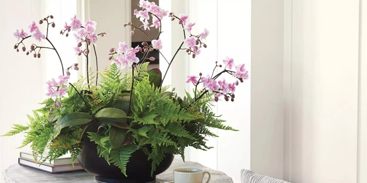 Rosa Orchidee mit Farnen für ein tropisches Flair