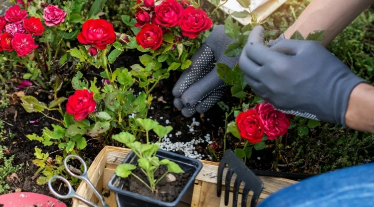 Rosen düngen im Frühjahr - Tipps für den richtigen Zeitpunkt und Dünger