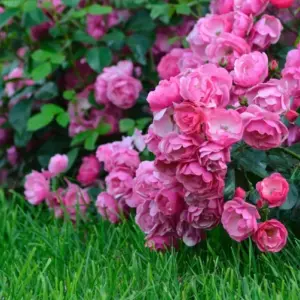 Rosen im Garten oder Topf richtig pflegen