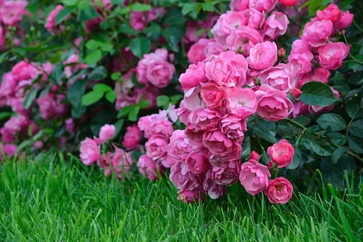 Rosen im Garten oder Topf richtig pflegen