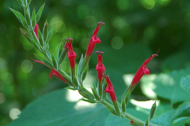 Salbei-Arten anbauen - Die rote Salvia elegans