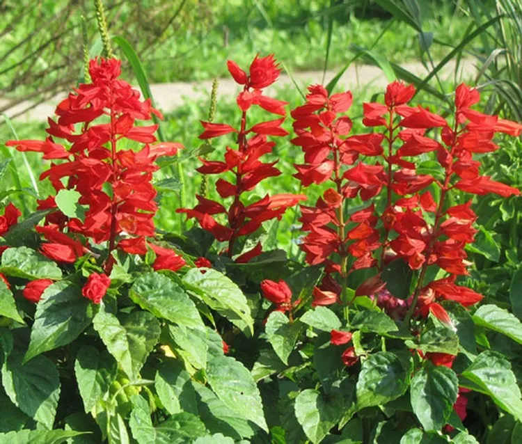 Salbei-Arten anbauen -Salvia scarlet