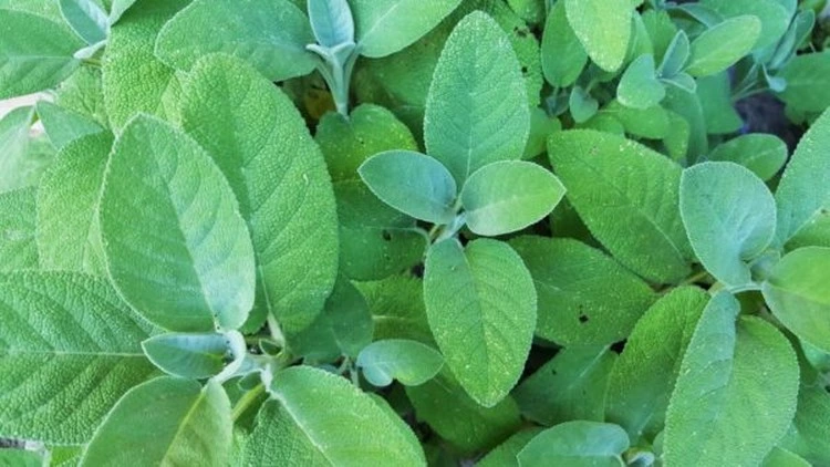 Salvia divinorum wird seit alten Zeiten angebaut