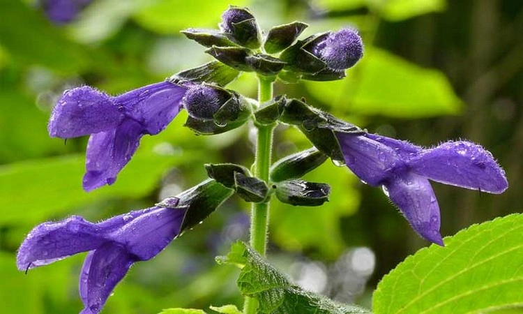 Beliebte Salbei-Arten - Salvia guaranitica im Garten anbauen